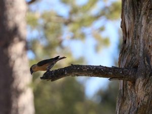 Risparmiare sulle crociere con offerte cabine interne